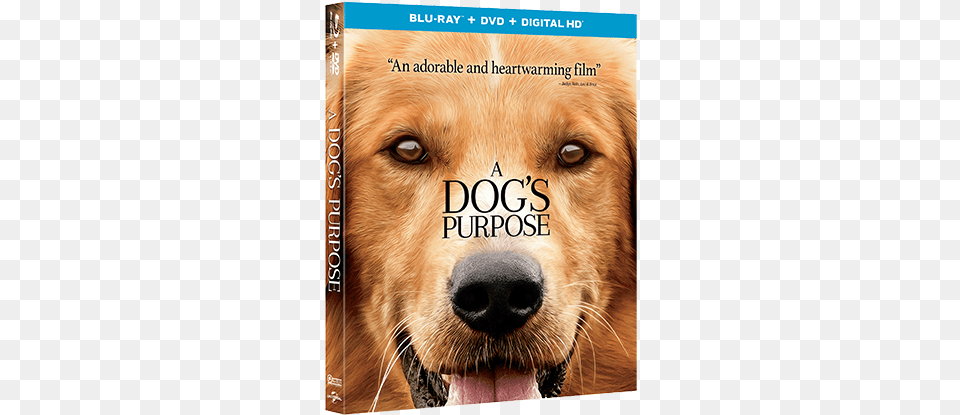 Enter To Win A Dog39s Purpose On Blu Ray Dog39s Purpose 2017 Bluray, Animal, Canine, Dog, Golden Retriever Free Png Download