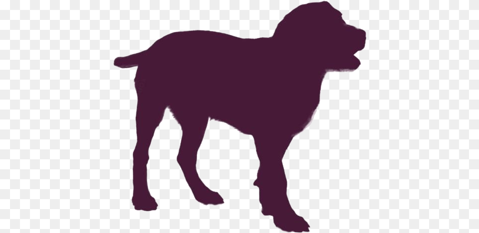Entlebucher Mountain Dog Transparent Images Labrador Retriever, Silhouette, Animal, Mammal, Canine Free Png Download