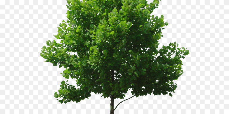 Entourage Background Tree, Oak, Plant, Sycamore, Maple Free Transparent Png