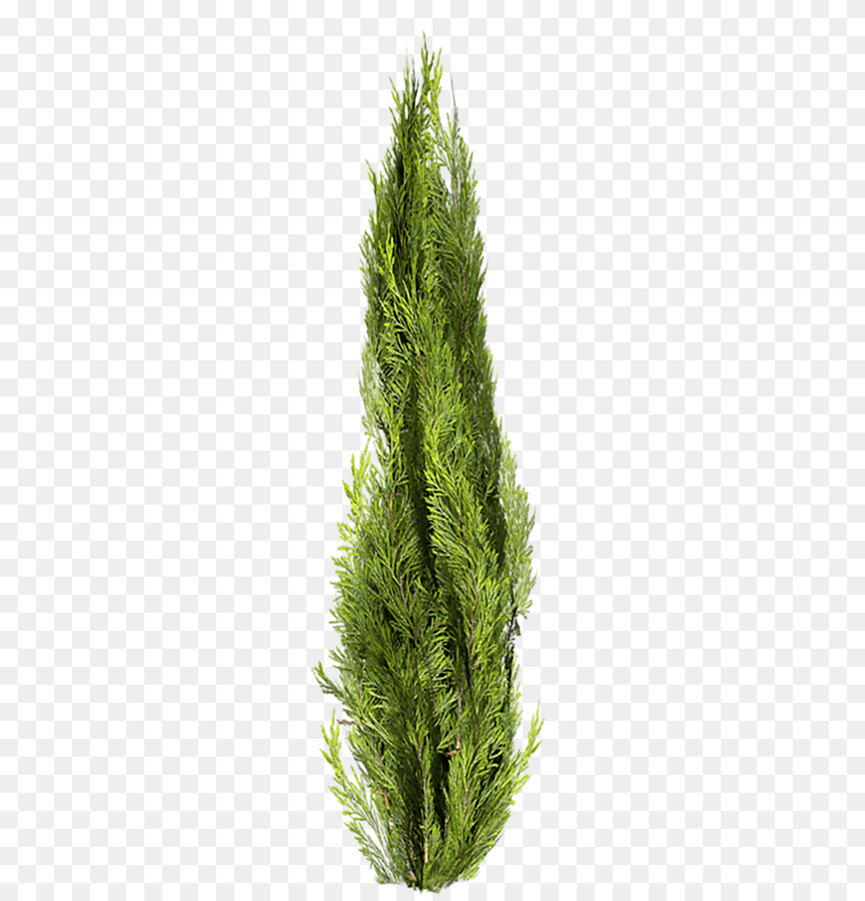 Entourage Cypress Tree, Conifer, Plant, Fir, Pine Free Png