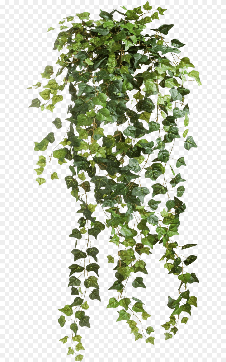 Entourage Ivy Tree People Tree Psd Tree Photoshop Plant, Vine, Leaf, Potted Plant Free Png Download