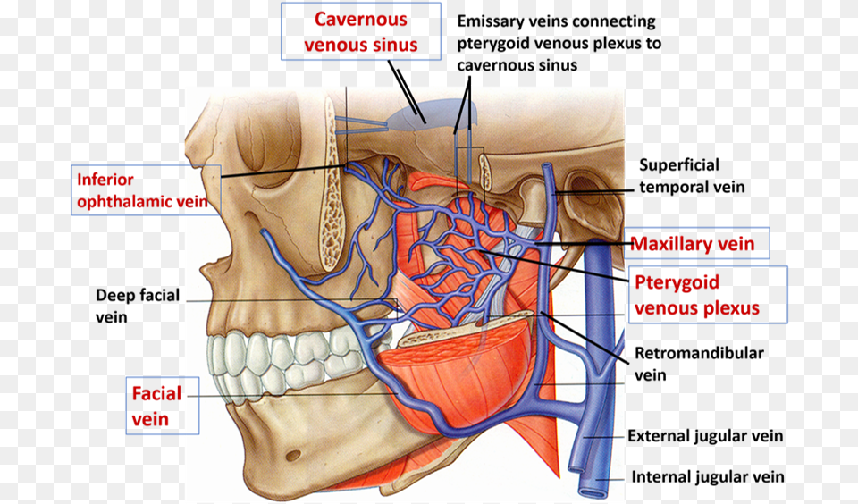 Enumerate The Tributaries Of Pterygoid Venous Plexus Pterygoid Venous Plexus, Body Part, Face, Head, Neck Png