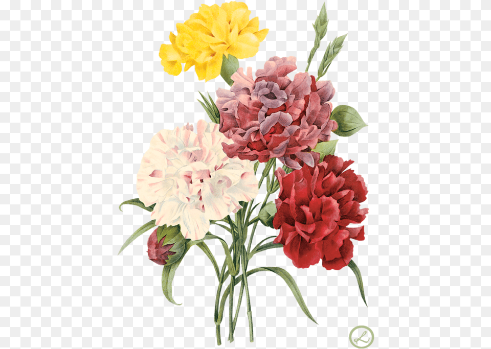 Envelope Drawing Carnation Flower Red Flowers Illustration, Plant, Rose Free Png