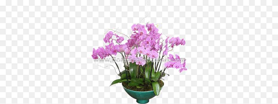 Enviar Flores A Domicilio Df El Mismo Da Mexico City, Flower, Flower Arrangement, Plant, Flower Bouquet Free Png