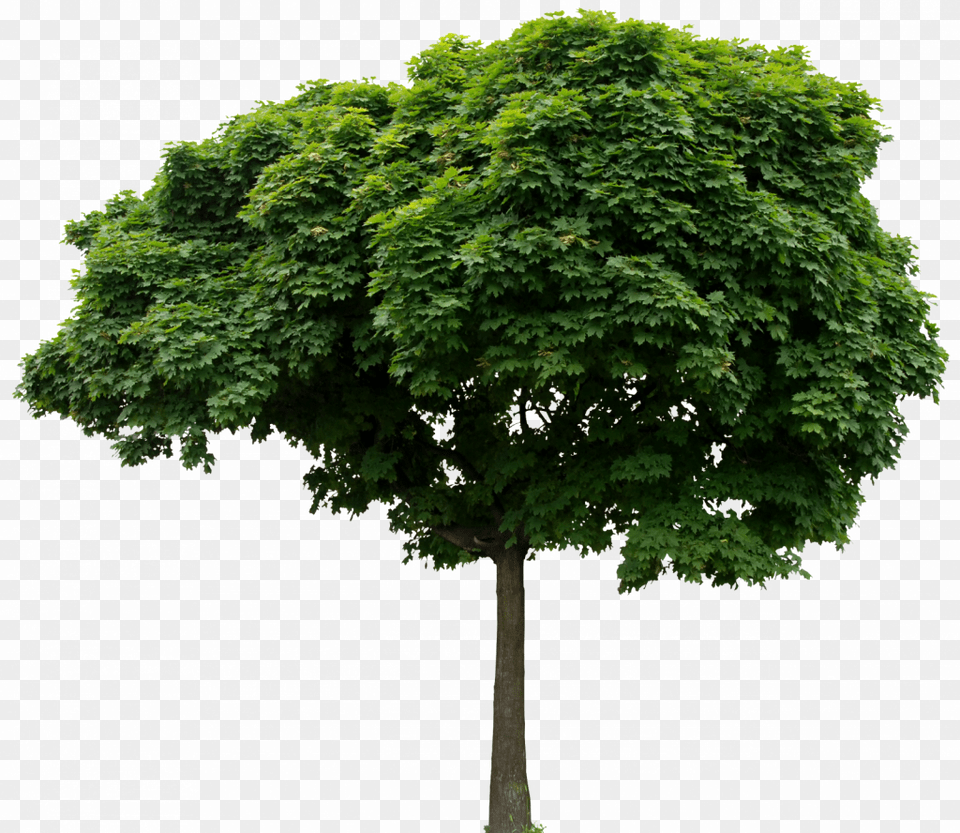 Enviar Por E Mailblogthis Compartilhar No Twittercompartilhar, Maple, Oak, Plant, Sycamore Png