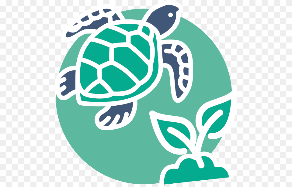 Environment Sea Animal Chalk, Reptile, Sea Life, Sea Turtle, Turtle Png
