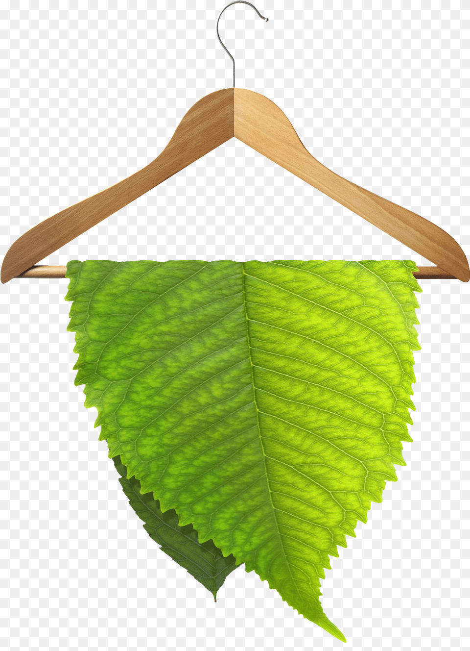 Environmentally Friendly Dry Cleaning Eco Friendly Dry Cleaning, Leaf, Plant, Hanger Free Transparent Png