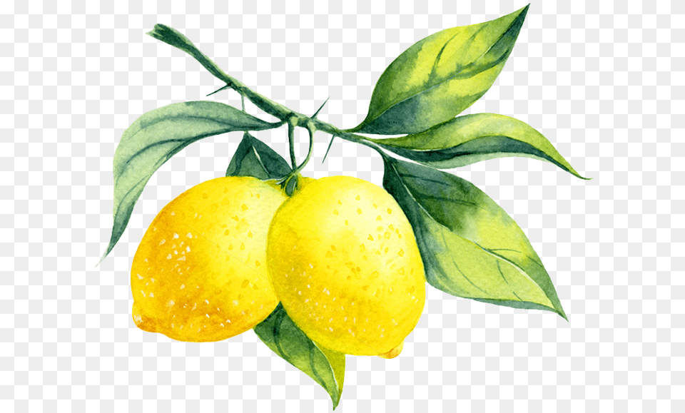 Envy And Drawings My Blog Lemon Watercolour, Citrus Fruit, Food, Fruit, Plant Free Png