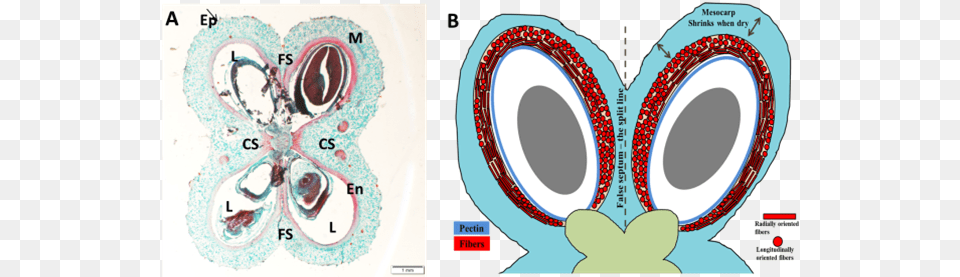 Ep Epicarp M Mesocarp En Endocarp Fs Circle, Ct Scan, Accessories, Jewelry, Locket Free Transparent Png