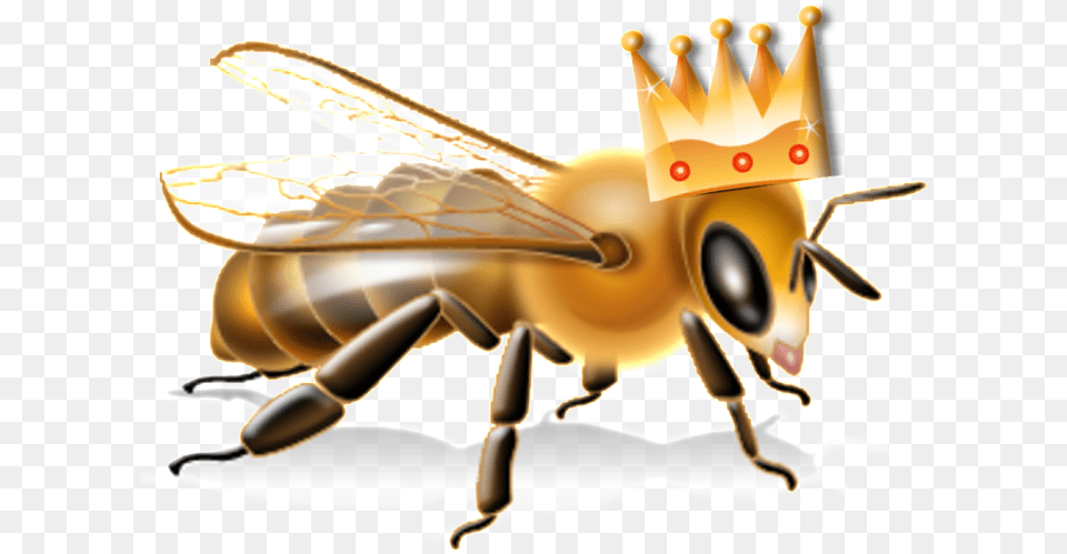 Epa Bee Advisory Box Bee Hazard Pesticide Label, Animal, Invertebrate, Insect, Honey Bee Free Png