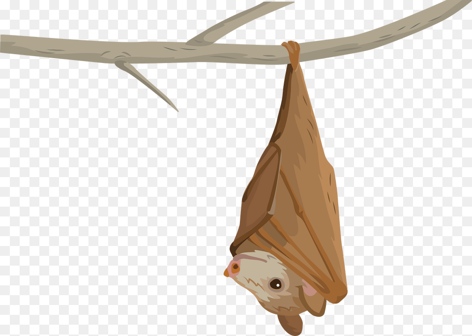 Epauletted Fruit Bat Clipart, Animal, Mammal, Wildlife, Fish Free Transparent Png