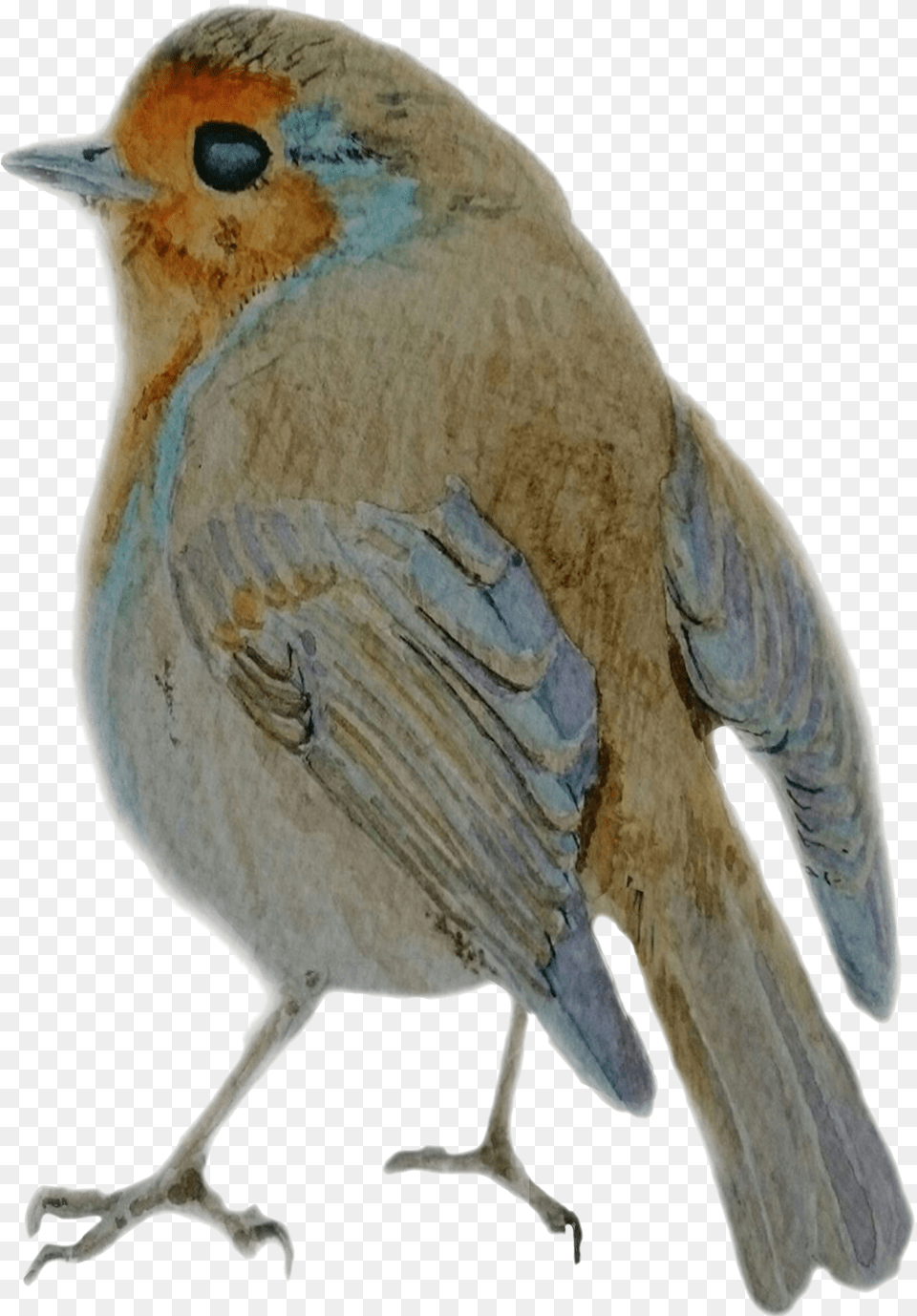 Ephraim Art Studio Robin By Darren Graham Mountain Bluebird Png Image