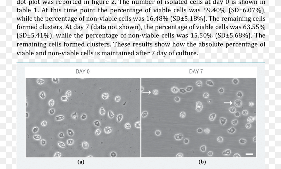 Epidermal Cells At A Day 0 And B Day 7 Of Culture Cell, Outdoors Png