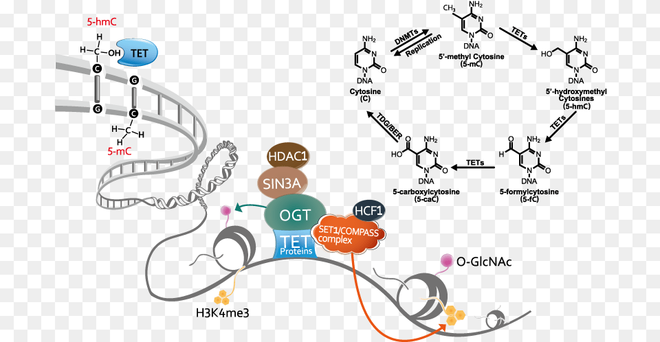 Epigenetic Dna Methylation, Outdoors, Nature Free Png Download