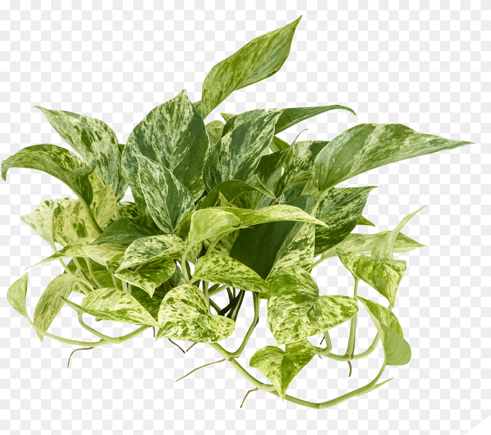 Epipremnum, Leaf, Plant, Potted Plant, Vine Png