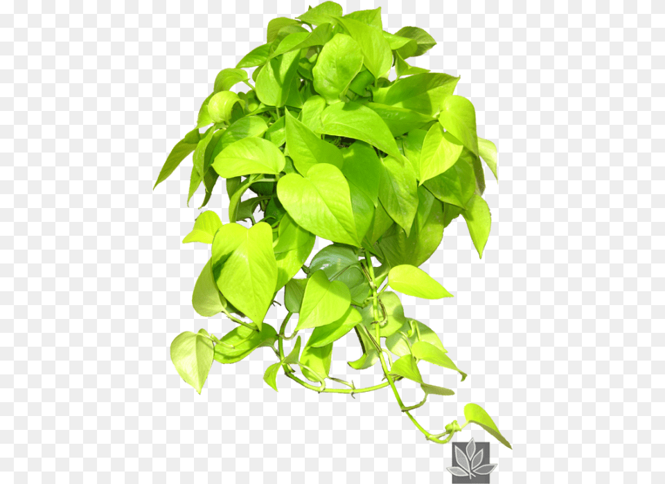 Epipremnum Pinnatum Neon, Leaf, Plant, Potted Plant, Vine Png