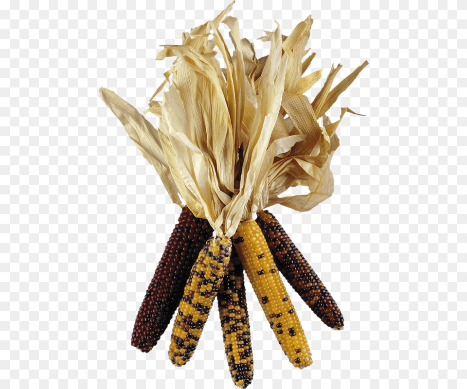 Epis De Mas Corn, Food, Grain, Plant, Produce Png Image