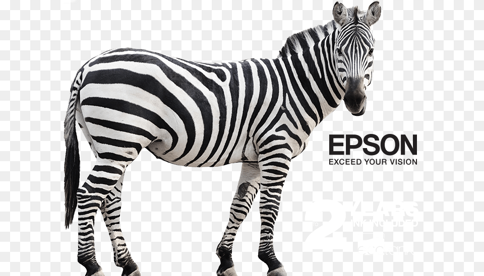 Epson Ecotank Mono Banner Zebra Cartoon Animal, Mammal, Wildlife Free Transparent Png