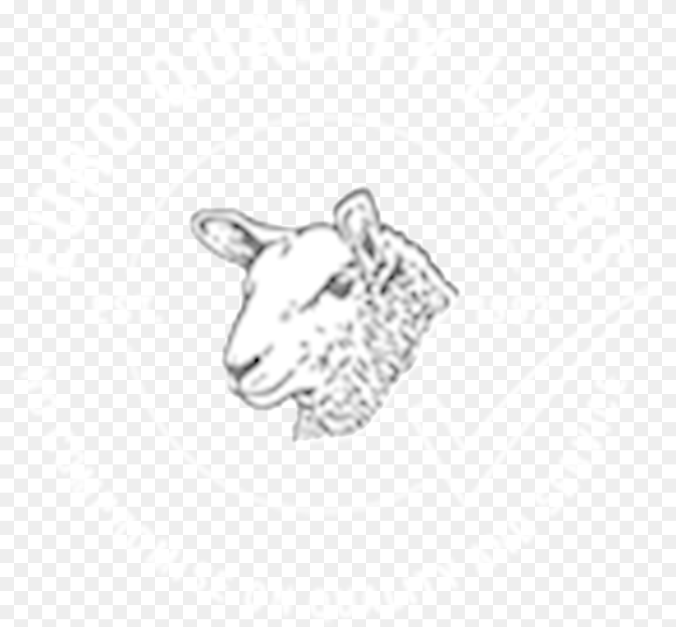 Eql W Sheep, Livestock, Adult, Bride, Female Free Png Download