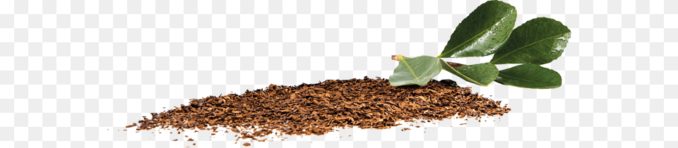Equal Housing Lender Cha Mate, Leaf, Plant, Soil, Tobacco Free Transparent Png
