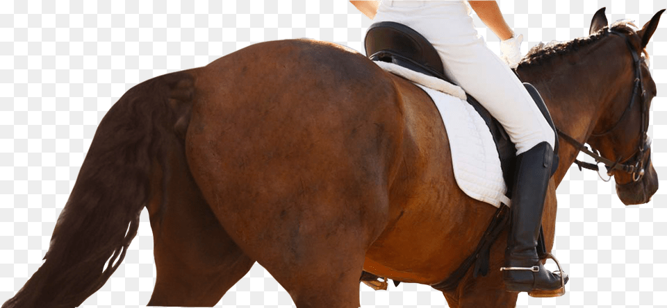 Equestrianism, Animal, Mammal, Horse, Adult Png Image