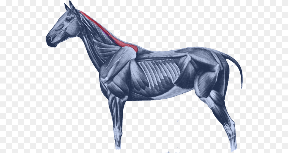 Equine Anatomy Horses Muscular System Of The Horse Rectus Capitis Lateralis Horse, Art, Andalusian Horse, Animal, Mammal Free Transparent Png