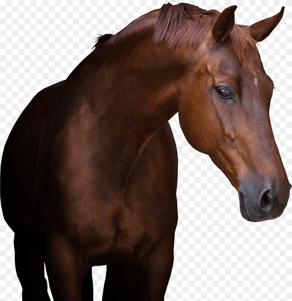 Equine Referral Hospital Sorrel Png Image