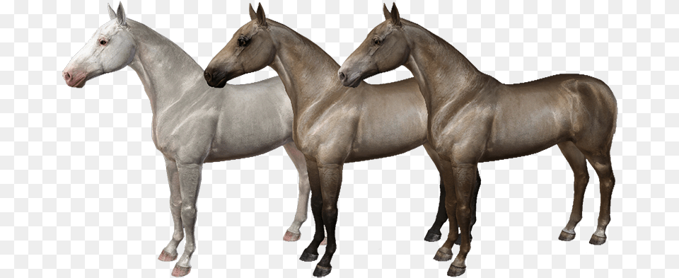 Equus Sims Coats, Animal, Colt Horse, Horse, Mammal Png Image
