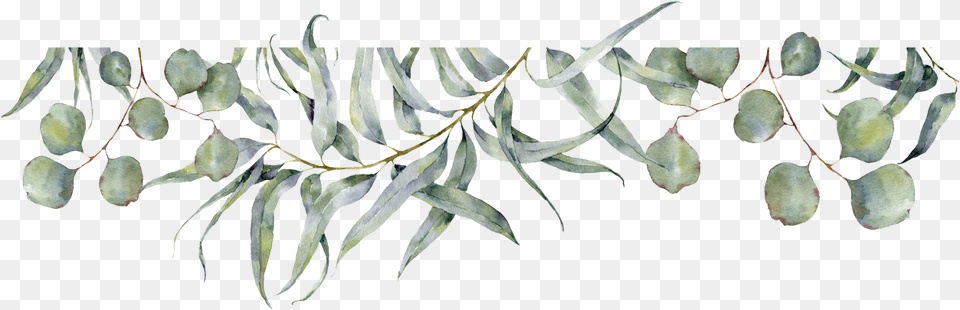 Er Du Ikke P Interesselisten Meld Deg P Under Russian Olive, Leaf, Plant, Tree, Herbal Free Png