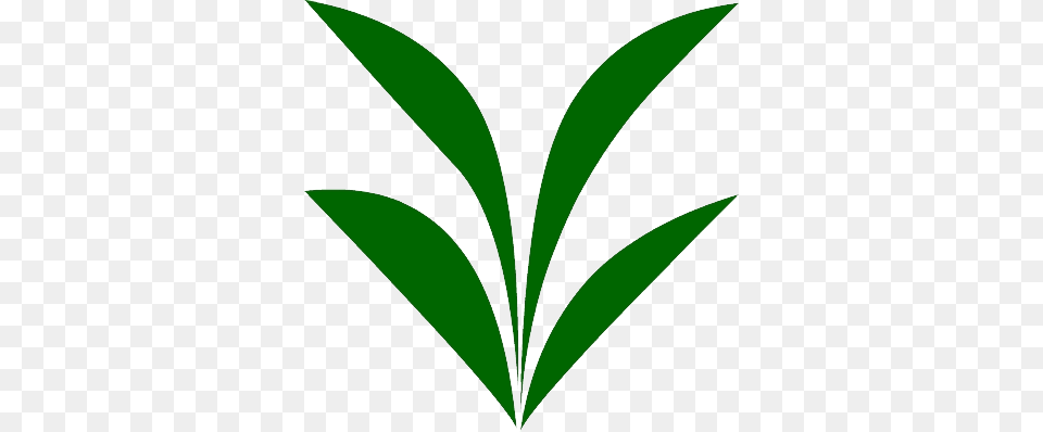 Eragrostis Spectabilis, Herbal, Herbs, Leaf, Plant Free Png Download