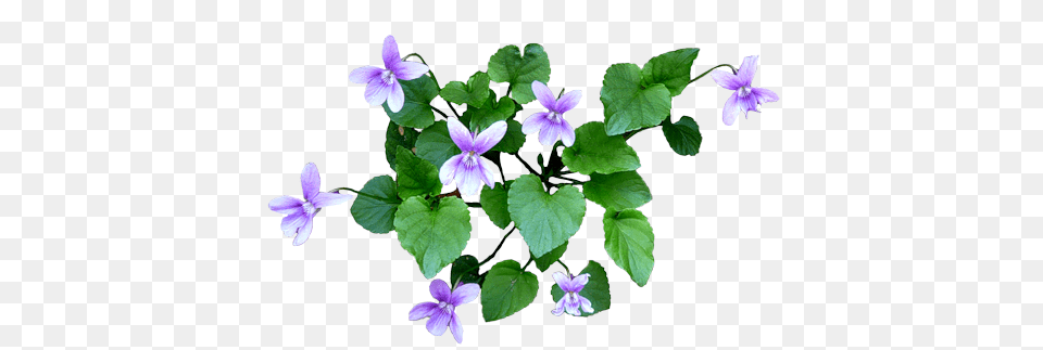 Erbe In Bocca Viole, Flower, Plant Free Png Download
