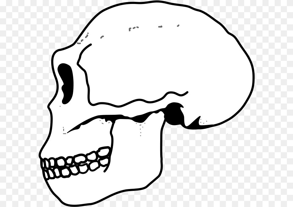 Ergaster Skull Sovok Golovnogo Mozga, Stencil, Baby, Person, Head Free Png