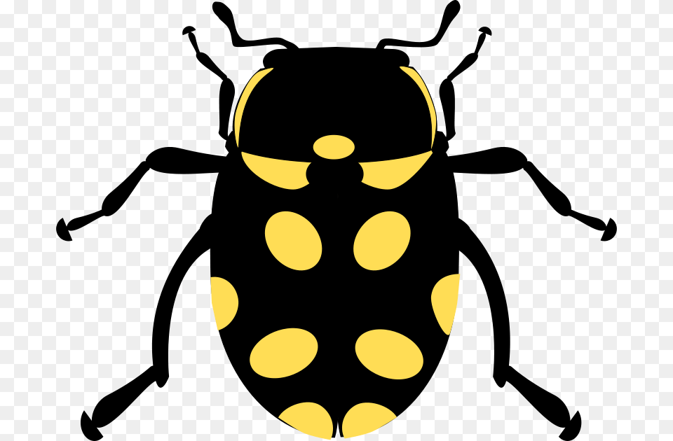 Eriopis Canrash Bug, Animal, Wasp, Invertebrate, Insect Png