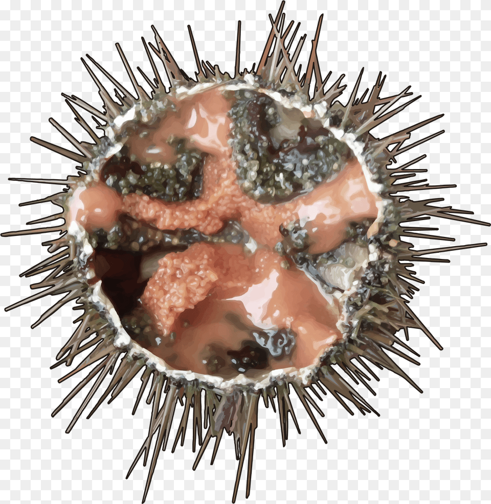 Erizo De Mar Sea Urchin, Accessories, Gemstone, Jewelry, Animal Free Transparent Png