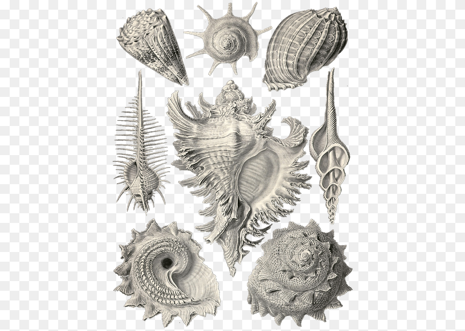 Ernst Haeckel, Animal, Seashell, Invertebrate, Sea Life Free Png Download