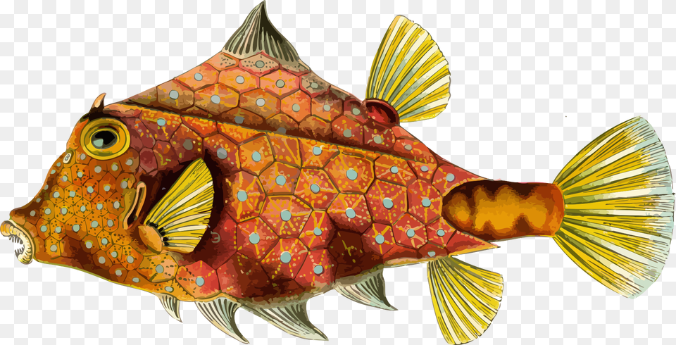 Ernst Haeckel Fish Art, Animal, Sea Life Free Transparent Png
