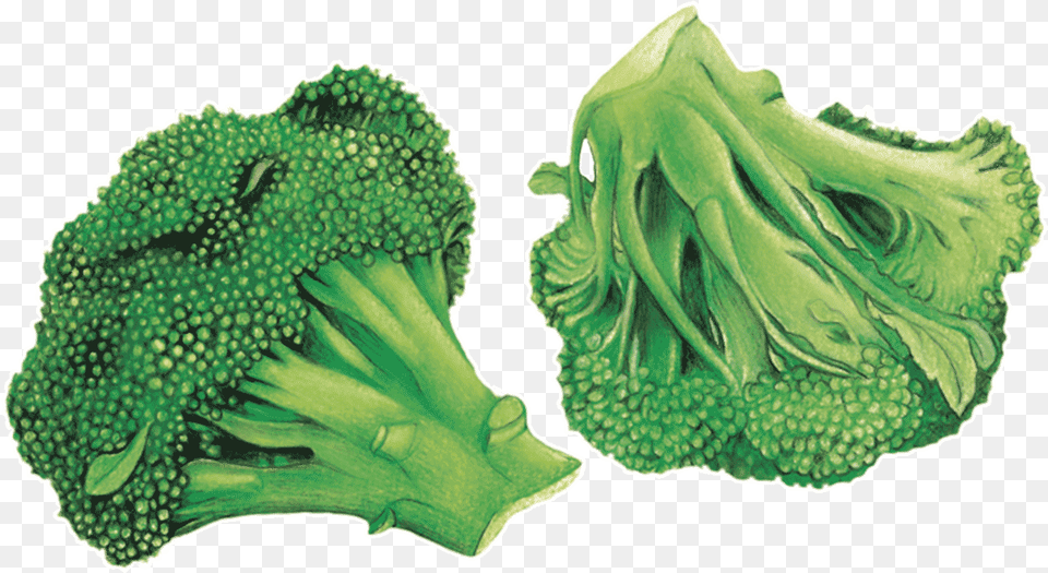 Erosion Gntique Broccoli, Food, Plant, Produce, Vegetable Free Png