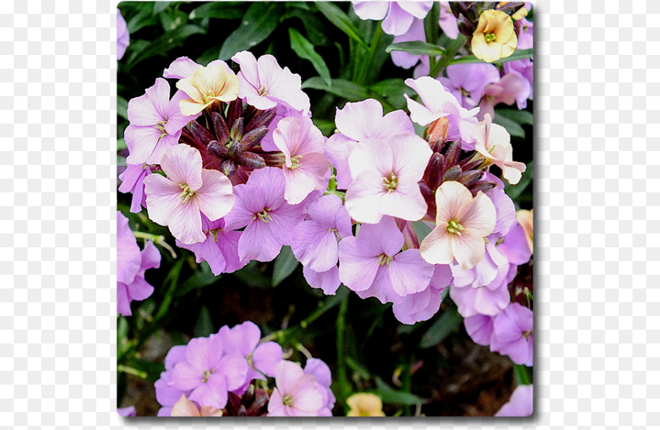Erysimum Night Sky, Flower, Geranium, Plant, Petal Free Png Download