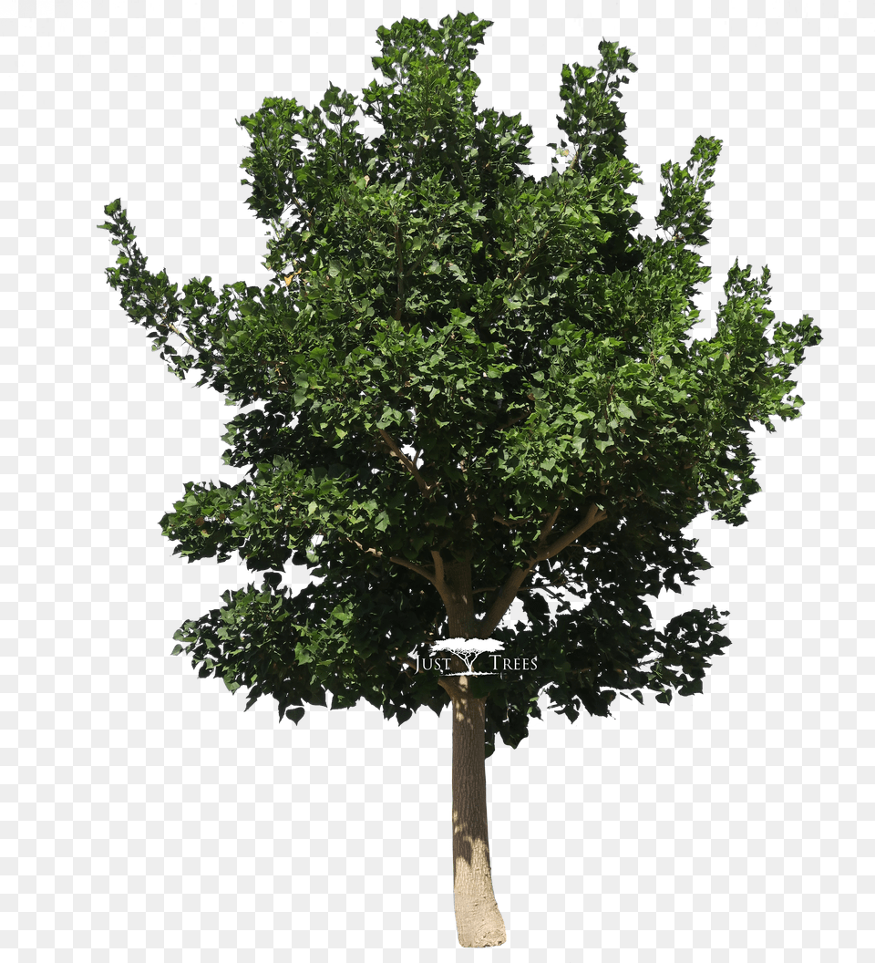 Erythrina Caffra Prunus Africana Tree, Baseball, Baseball Glove, Clothing, Glove Free Png