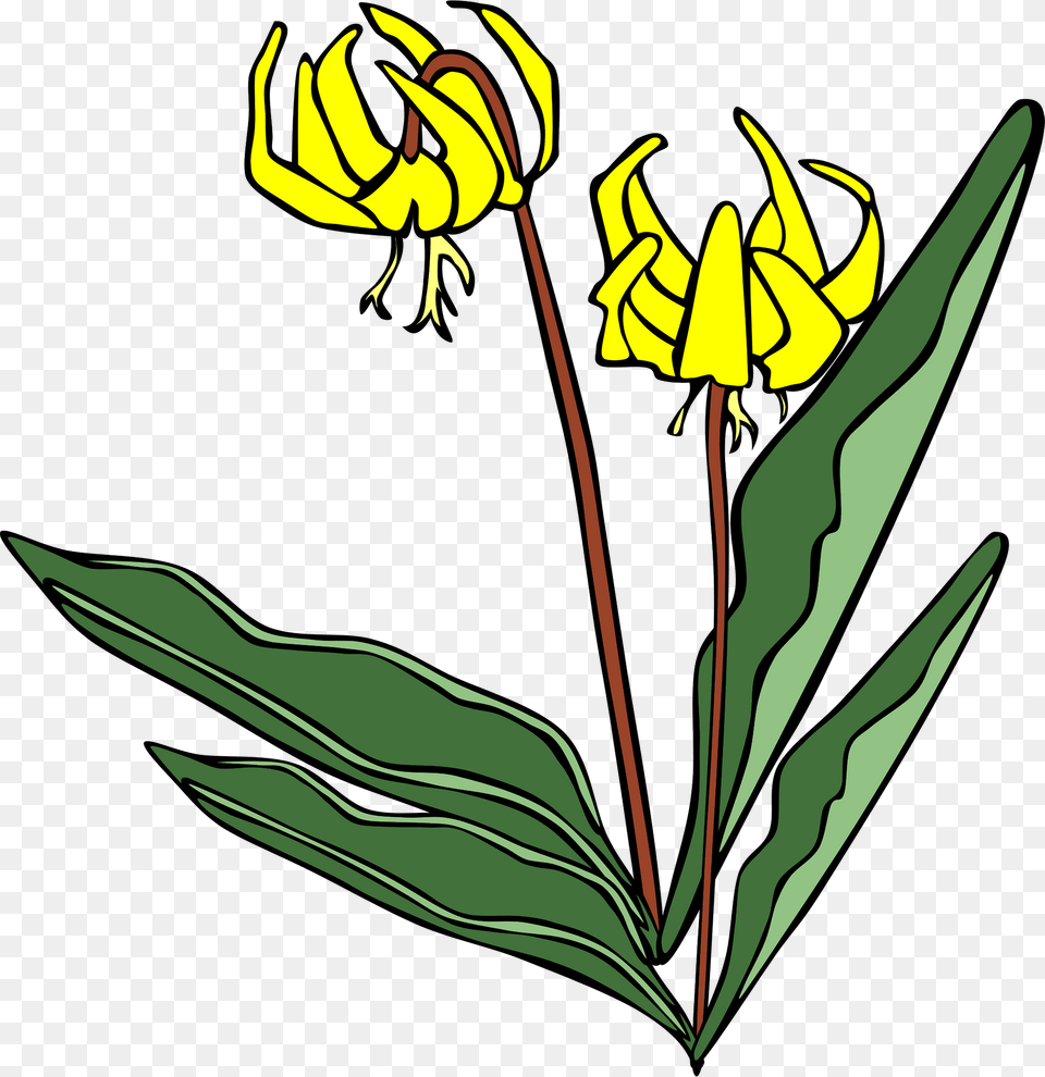 Erythronium Grandiflorum Glacier Lily Clipart, Flower, Plant Free Transparent Png