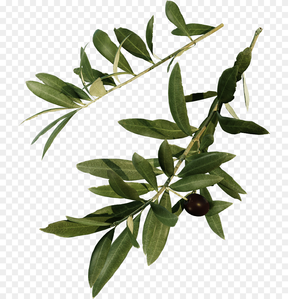 Erythroxylaceae, Leaf, Plant, Tree, Food Free Png Download