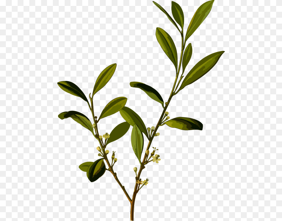 Erythroxylum Coca Coca Cola Cocaine Plants, Acanthaceae, Plant, Leaf, Tree Free Transparent Png