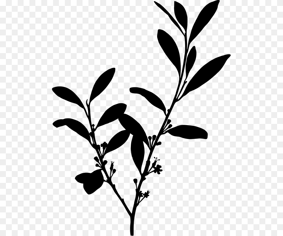 Erythroxylum Coca Cocaine Coca Cola On Coca Cocaine Plant, Gray Png