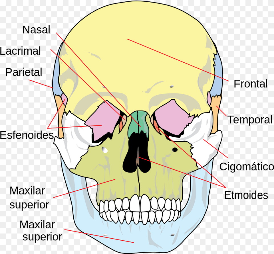 Es Human Skull Front Simplified Huesos De La Cara, Body Part, Mouth, Person, Teeth Png