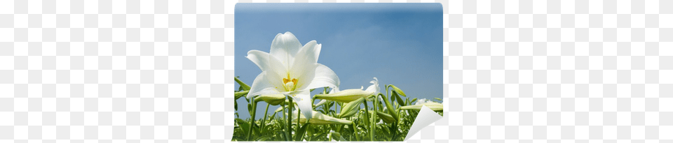 Es Un Lirio Del Campo, Flower, Plant, Anther, Lily Png