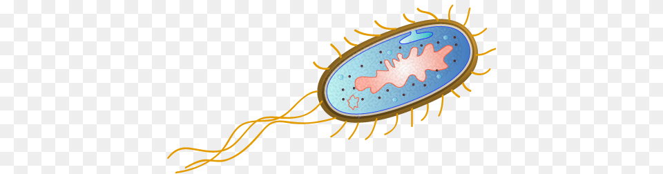 Escherichia Coli Clipart Microbiology, Pattern Png