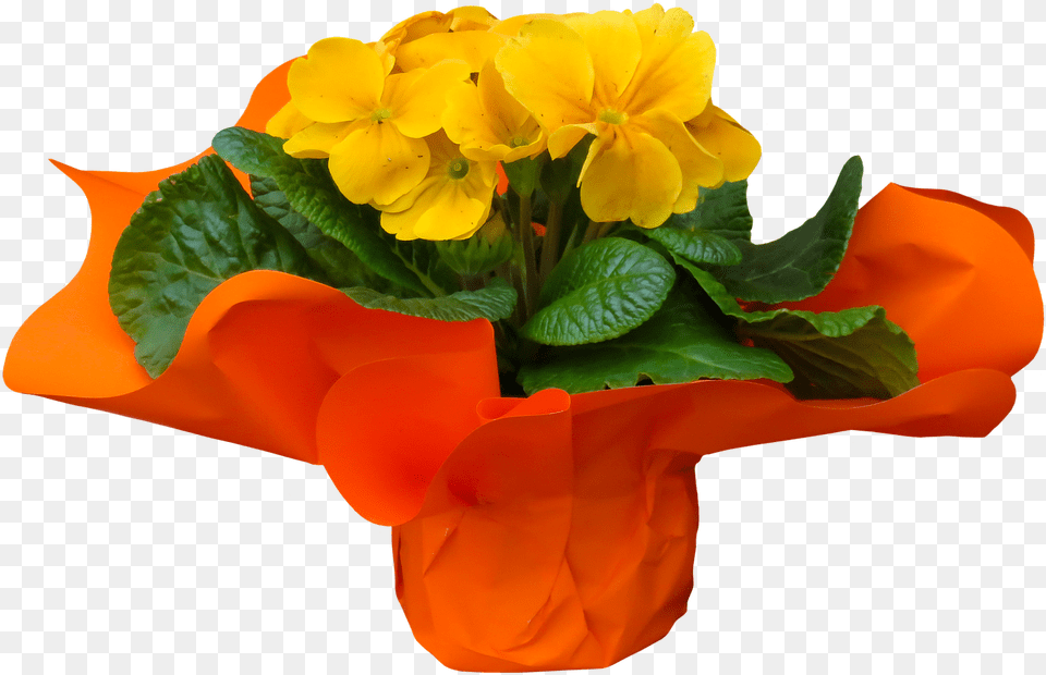 Eschscholzia Californica, Flower, Flower Arrangement, Flower Bouquet, Geranium Png Image