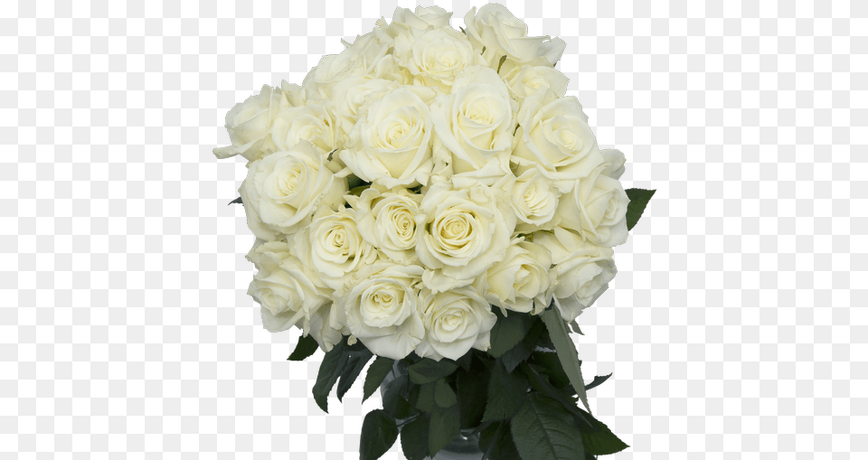 Escimo White Rose 50cm Connells Maple Lee Flowers And Floribunda, Flower, Flower Arrangement, Flower Bouquet, Plant Free Png