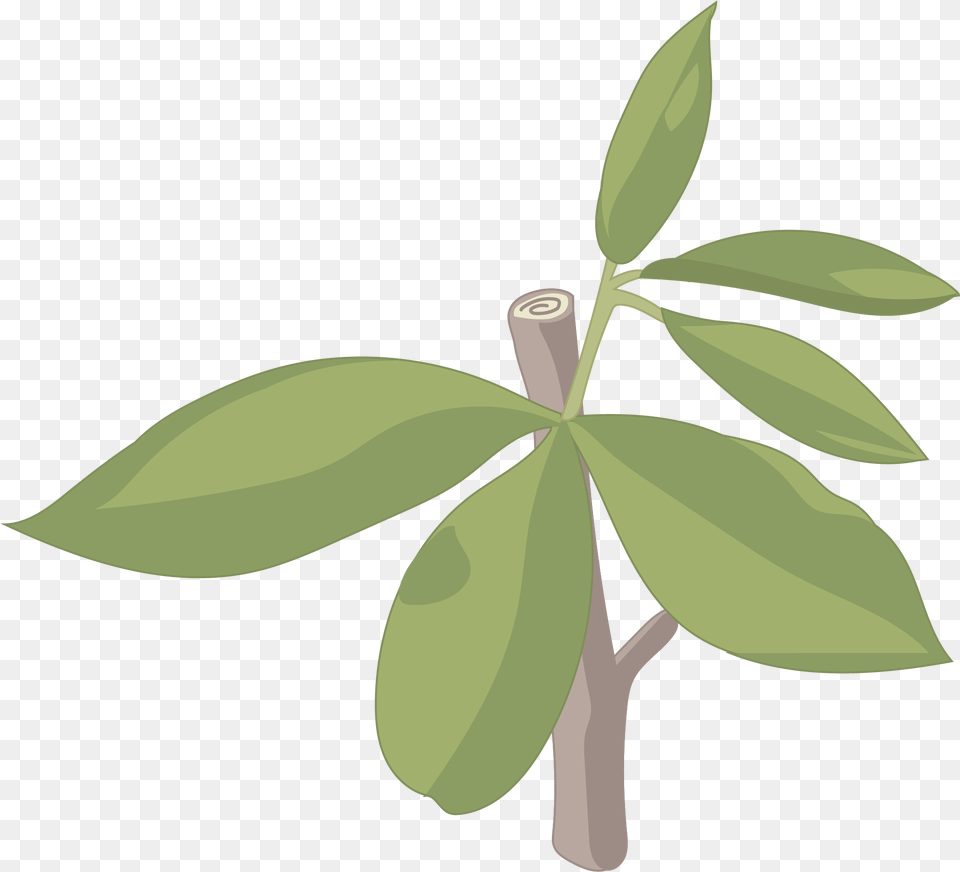 Escobn Illustration, Green, Herbal, Herbs, Leaf Free Png