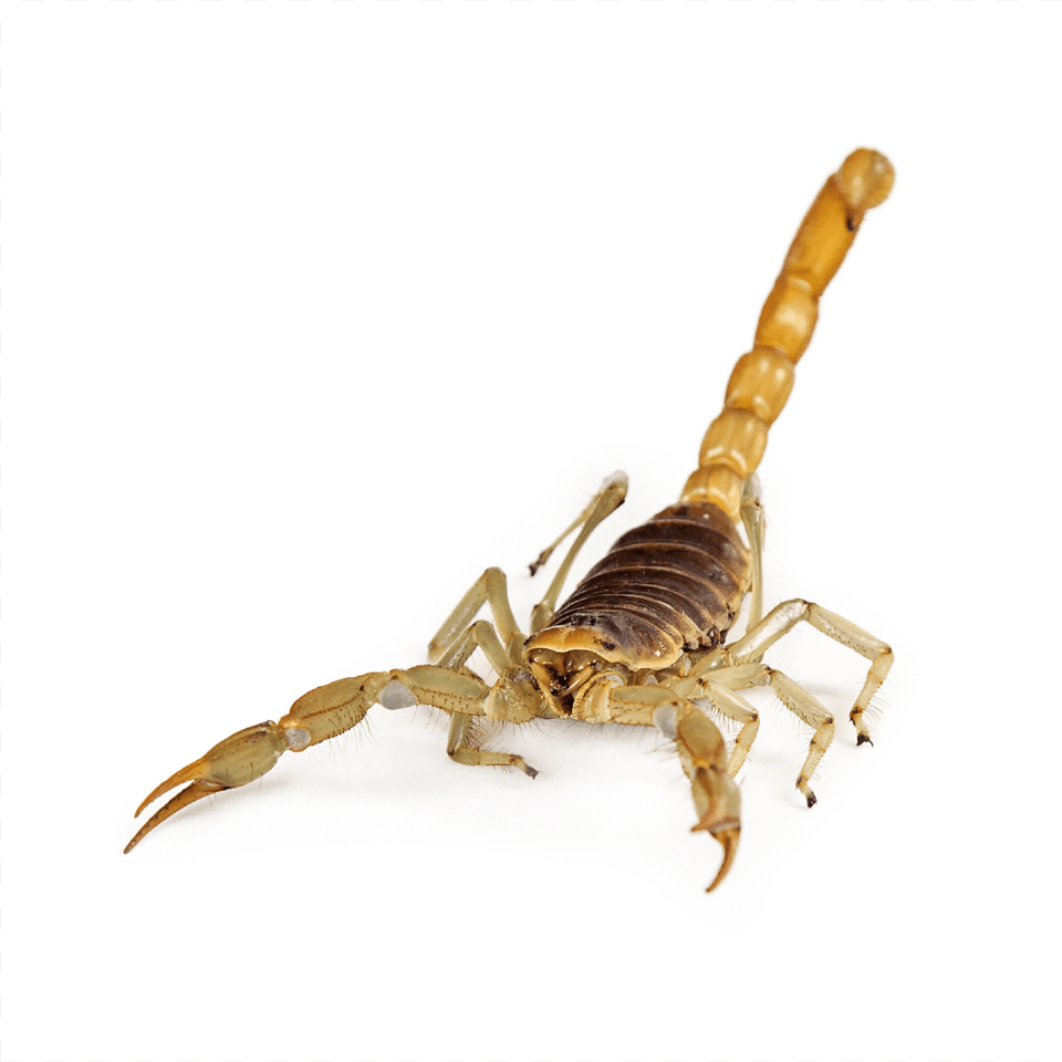 Escorpio De Frente, Animal, Insect, Invertebrate, Scorpion Png Image
